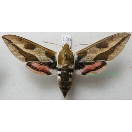 Hyles euphorbiae (Linnaeus, 1758) Zmrocznik wilczomleczek Poland 77mm13n